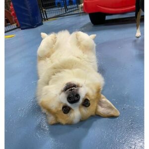 nobleInstagram06
